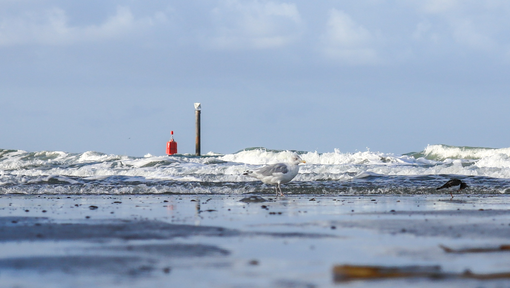 Onder andere op het strand van Westkapelle is eerder olie gevonden