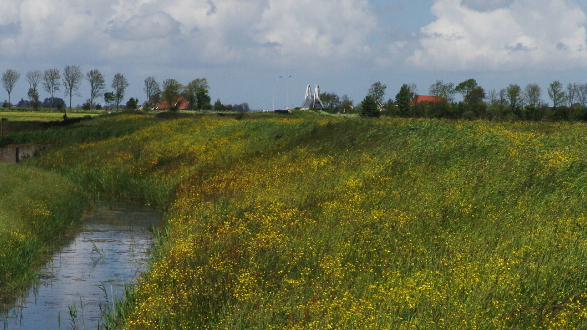 De 'Euroknaller' van de Slachte: kruiden die de Friese biodiversiteit verbeteren