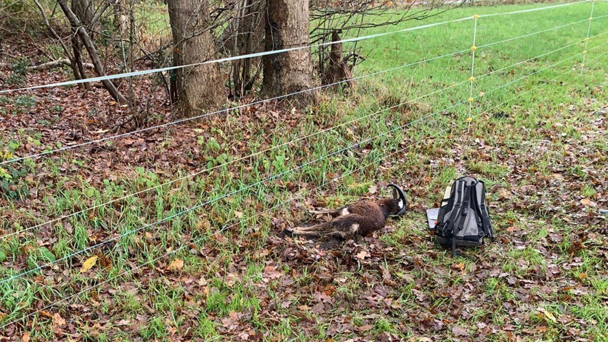 Twijfels over effectiviteit wolfwerende afrasteringen