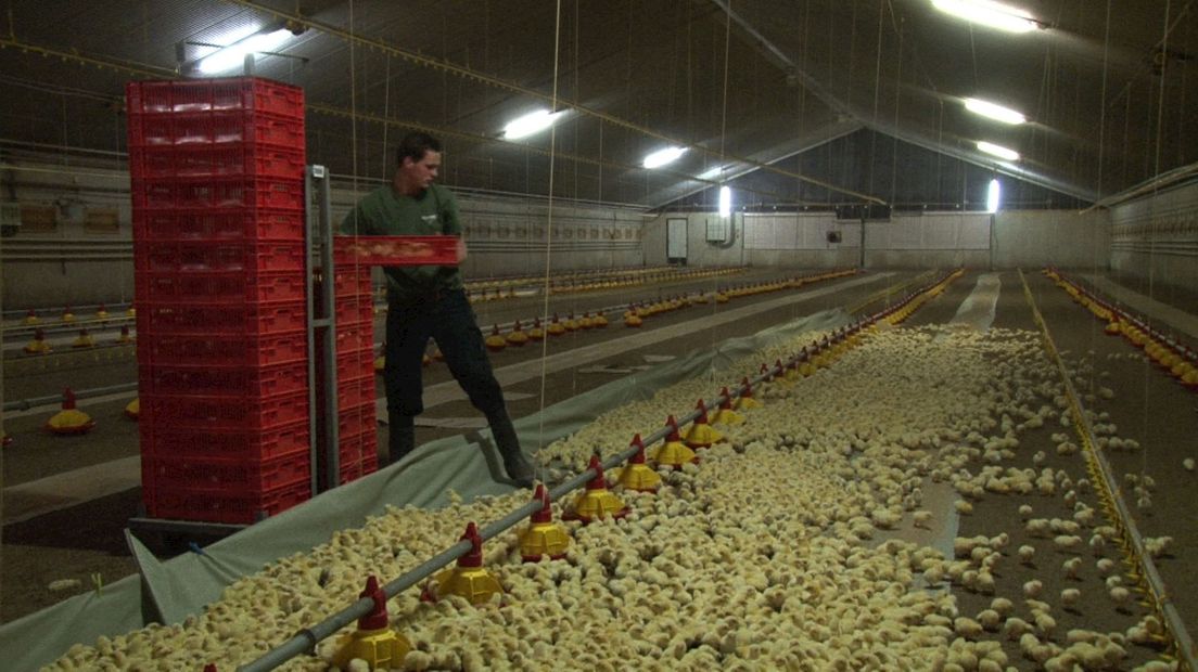 Nog veel stallen niet vrijgegeven vanwege 'hardnekkige' fipronil-affaire