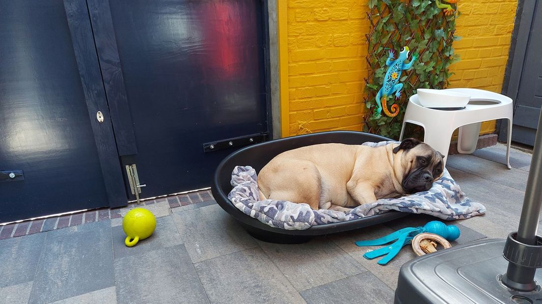 'Na een half dagje werken ga ik snel naar huis om met mijn hond onder de parasol te zitten'