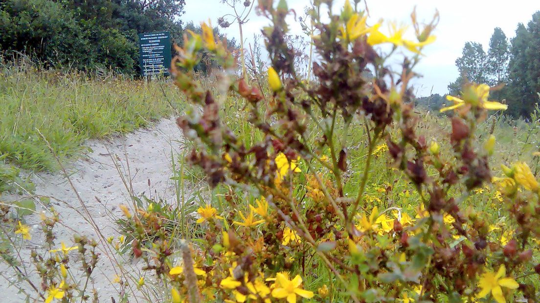 Alphen Jacobskruid met ruiterpad