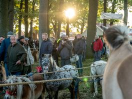 In beeld: de beste paarden van stal op de Zuidlaardermarkt