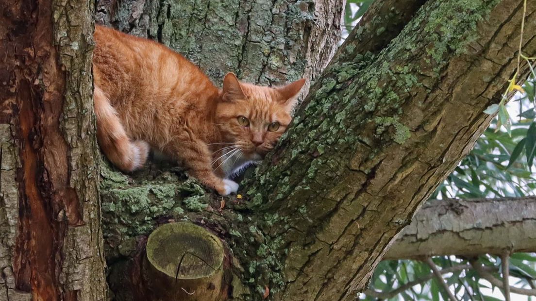 Felix was obstinaat en wilde de hoge boom niet verlaten