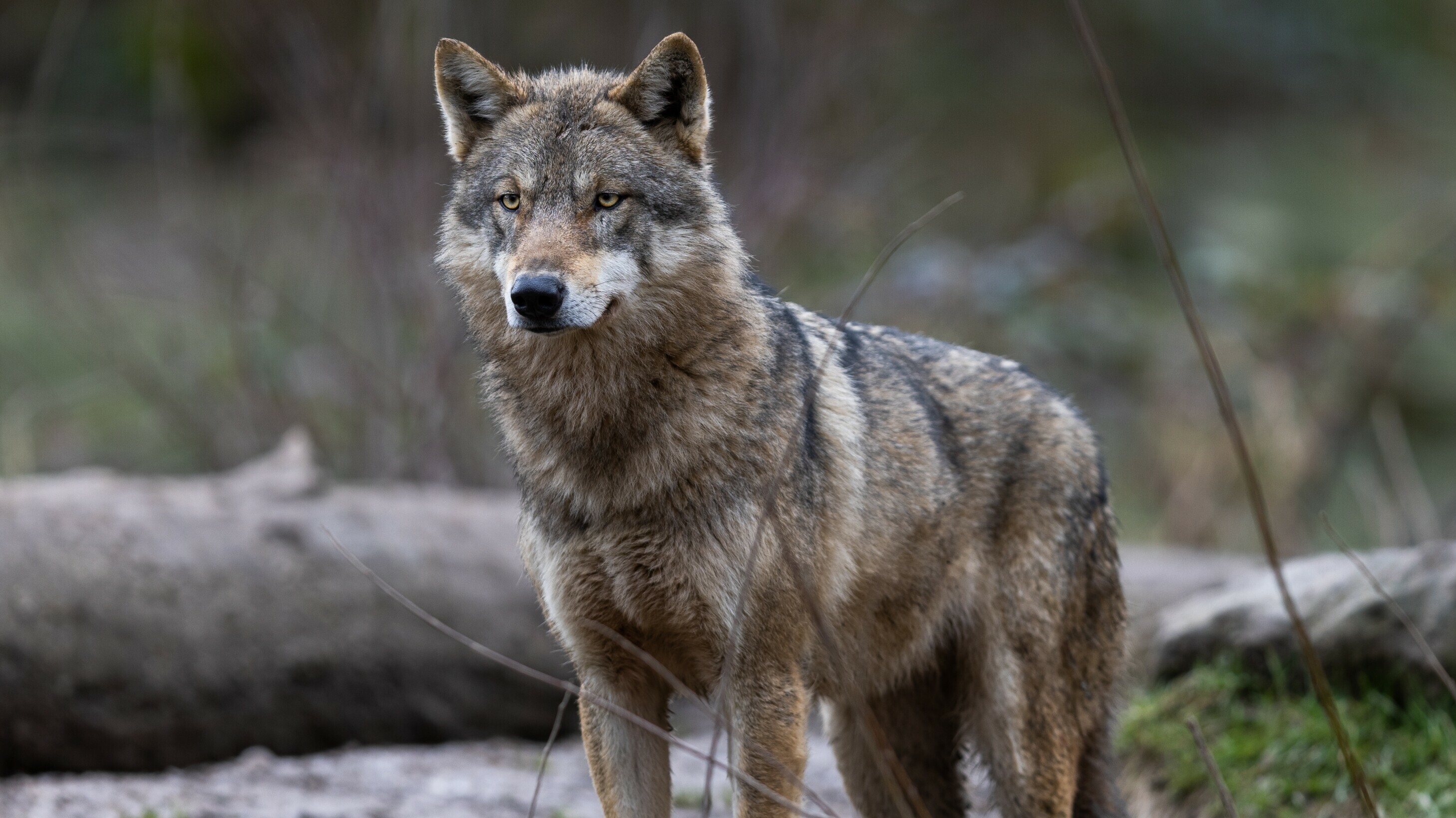 In wolf op 'e strún