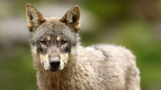 'Dode wolf aangevallen door andere wolf', vermoedt politie
