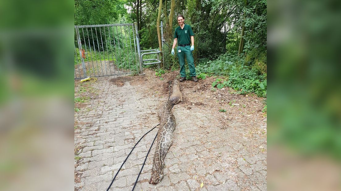 Aan de Benedendorpsweg in Oosterbeek is vrijdagochtend een gigantische slang gevonden. Het reptiel is 4,70 meter lang en werd opgemerkt door passanten.
