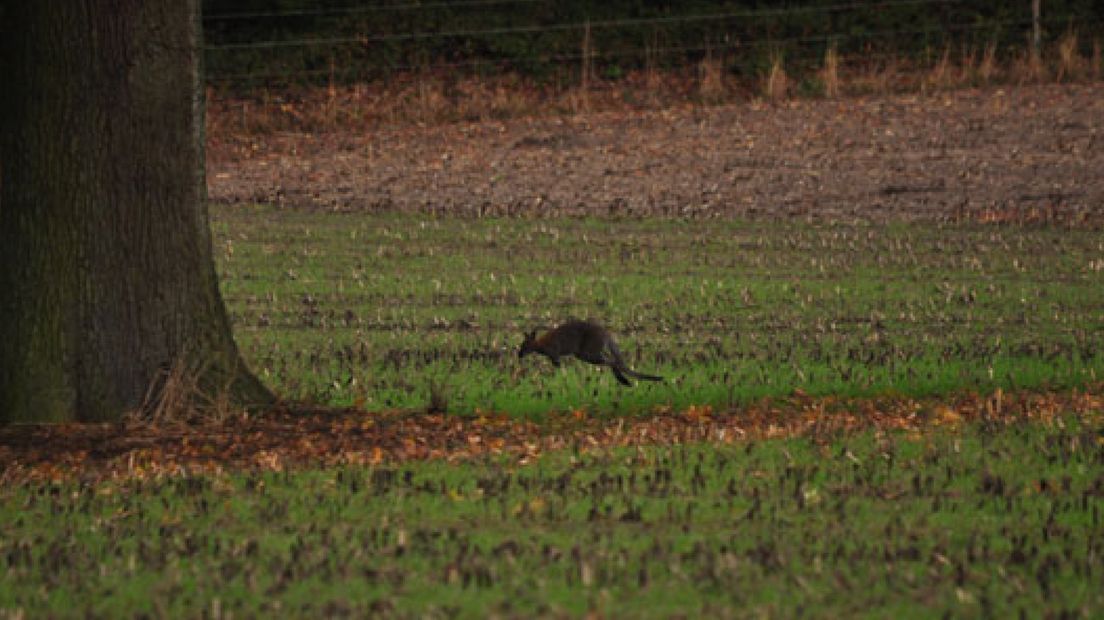 Man rijdt wallabie dood