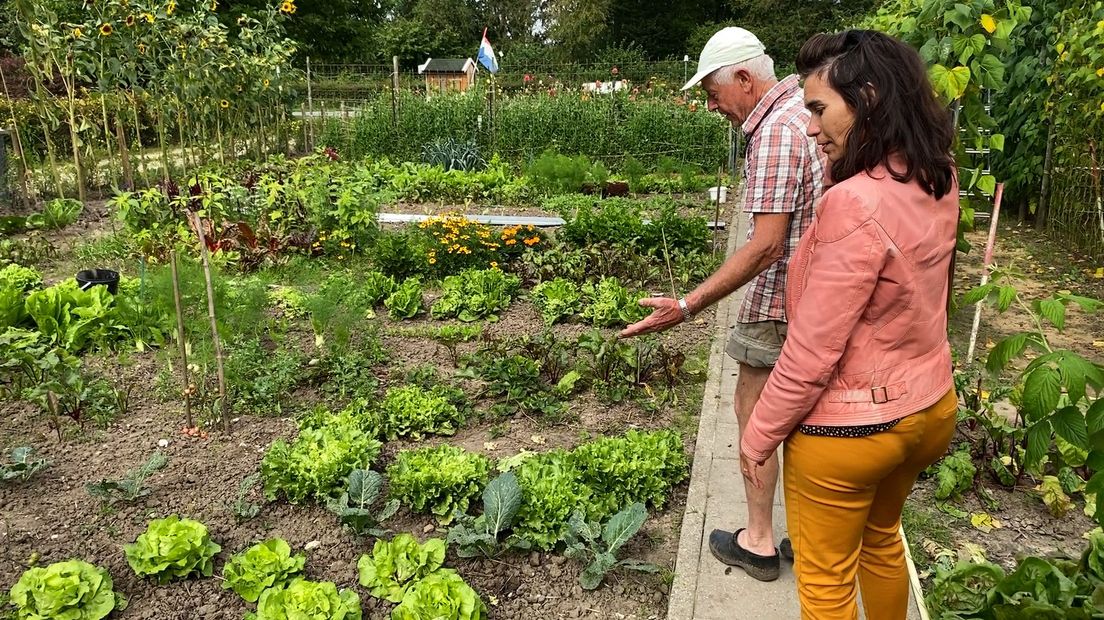 Cor van Amerongen verkoopt zijn sla vers uit de grond