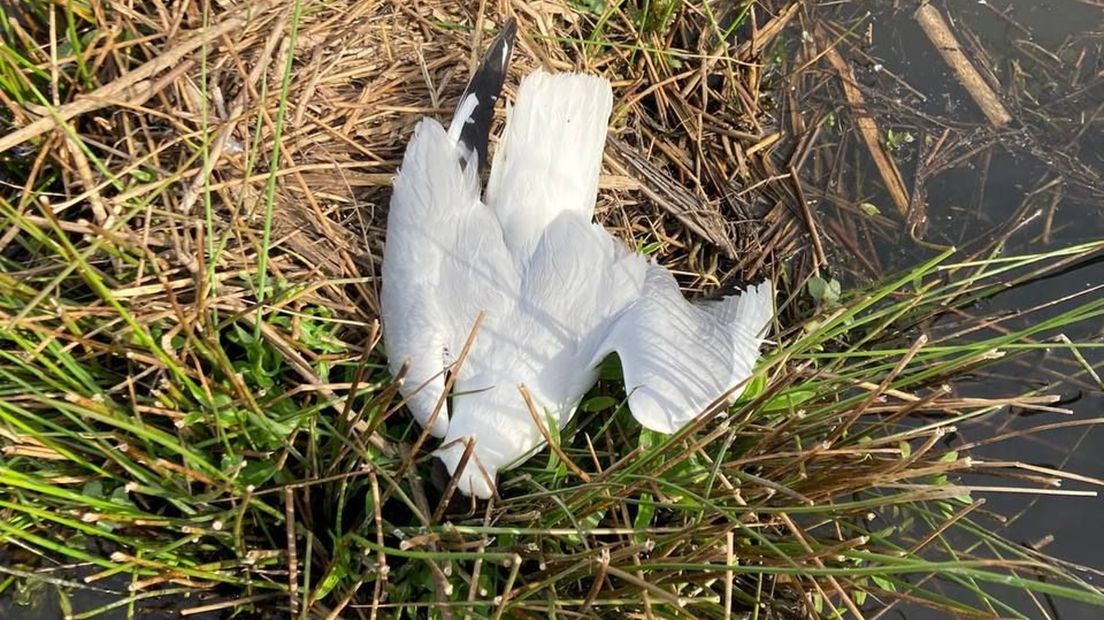 Een dode vogel in De Onlanden