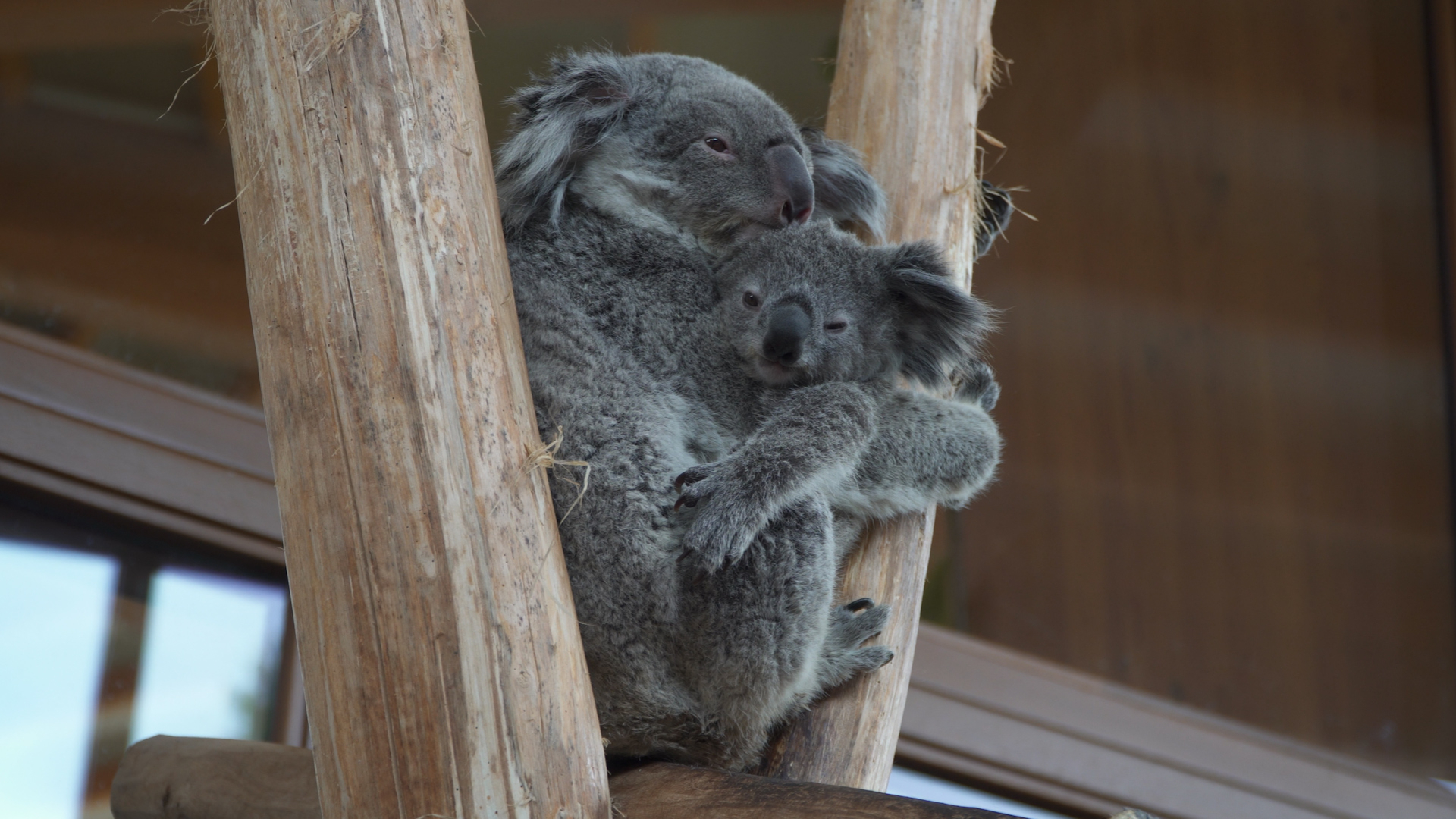 Jong van overleden koala maakt het goed: 'Onze focus ligt op hem'