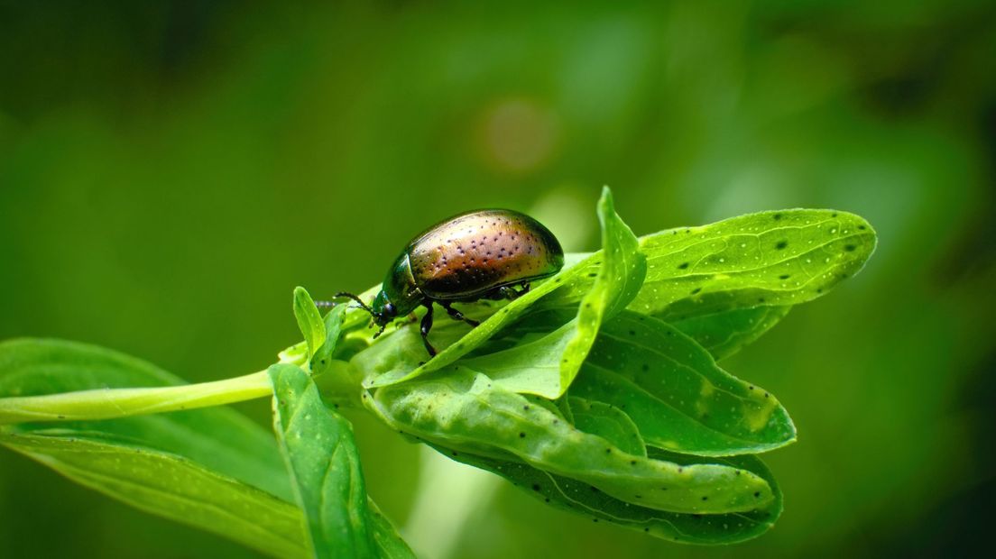 Deze insecten kunnen ineens in je tuin opduiken: ze zien er prachtig uit, maar je wil ze liever niet hebben