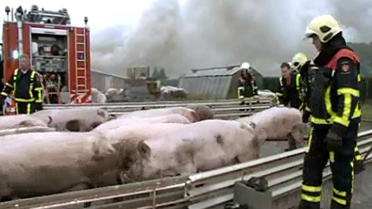 Grote brand in varkenshouderij in Merselo