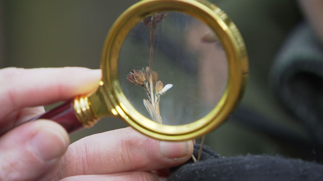 Cocon van de ruskokermot op het plantje trekrus