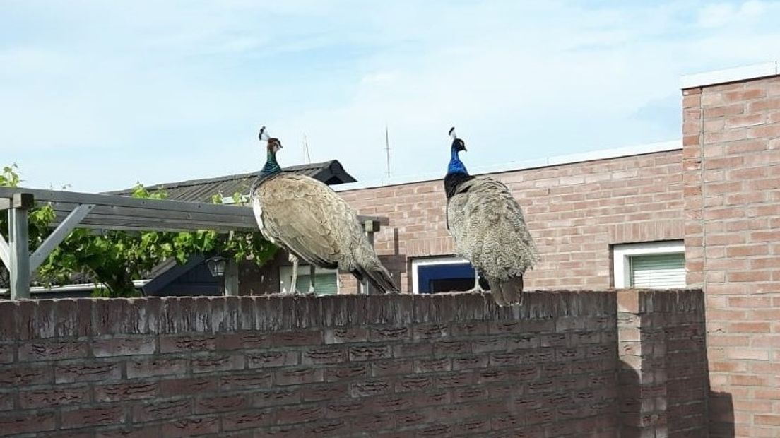 De pauwen in een achtertuin aan de Steenoven in Breskens