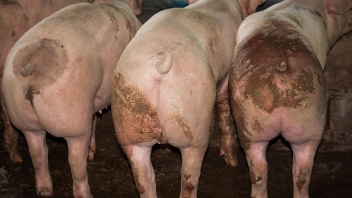Varken neergestoken bij tuincentrum Vlodrop