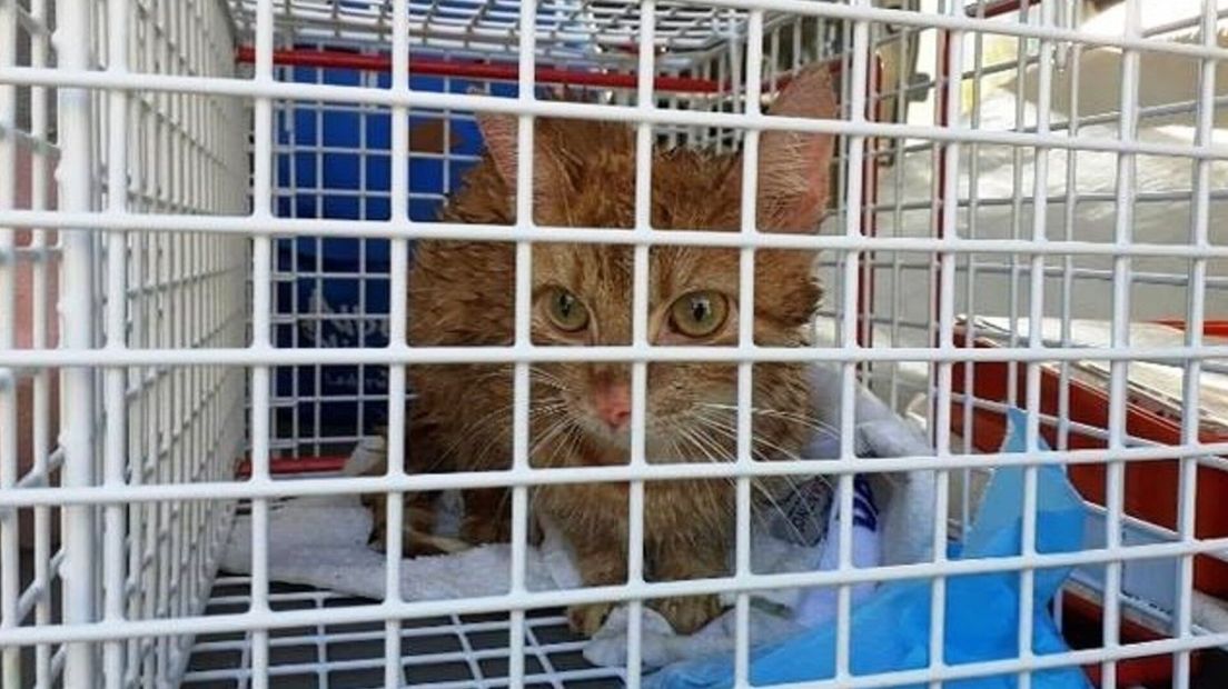 Vermiste poes Lucy zat wekenlang klem onder een brug in Middelburg