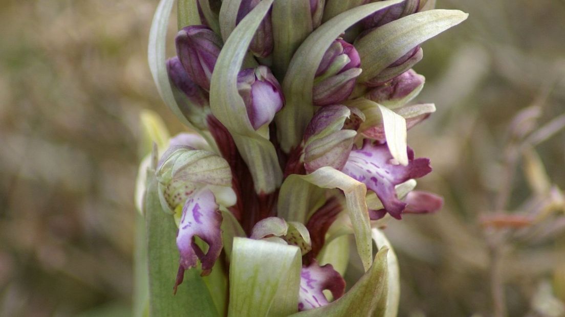 Reuzenorchis ontdekt in Wilhelminaoord (Rechten: Saxifraga - Dirk Hilbers)