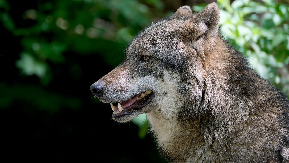 'Genadeschot' voor aangereden wolvin roept vragen op