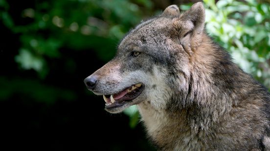 'Genadeschot' voor aangereden wolvin roept vragen op Home