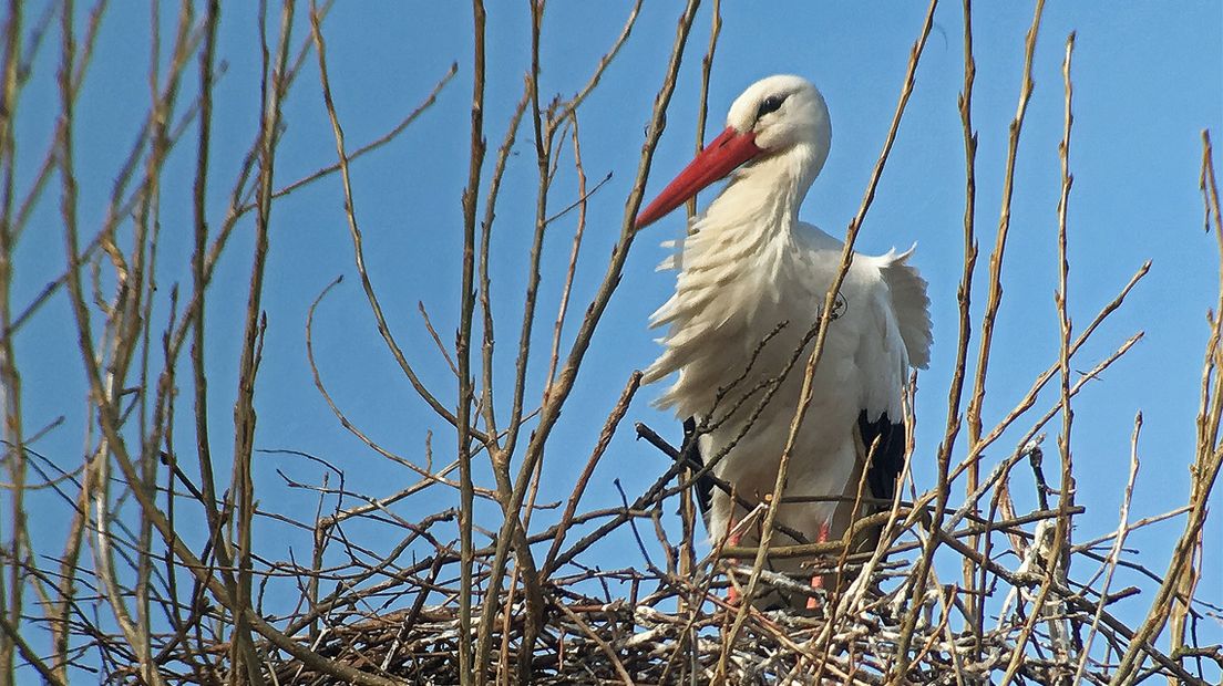 Dit mannetje in Mariahoeve bewaakt het nest terwijl zijn partner op pad is. 