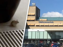 Muizenprobleem in het ziekenhuis: ongedierte in restaurant Diakonessenhuis