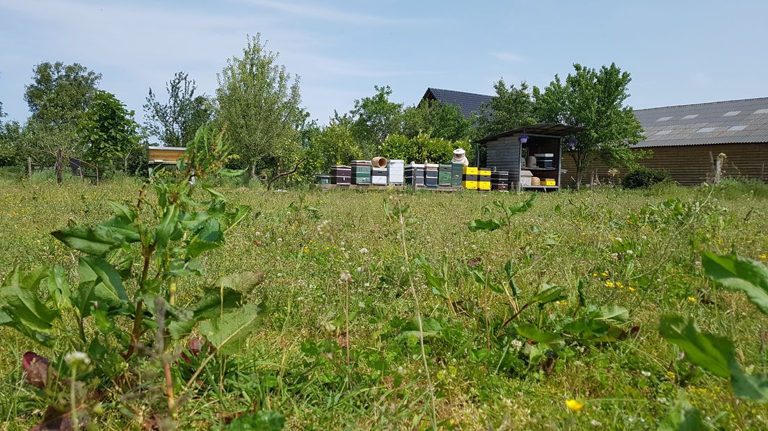 De beste honing komt ui Wapserveen (Rechten: RTV Drenthe/Robbert Oosting)