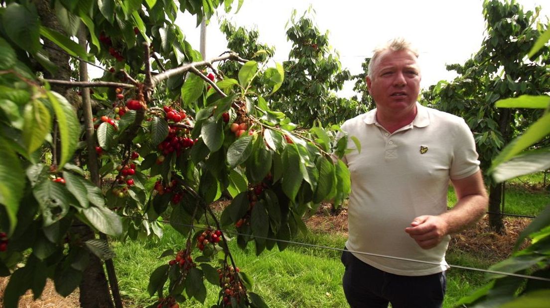 Fruitteler Aart Blom in een kersenboomgaard.