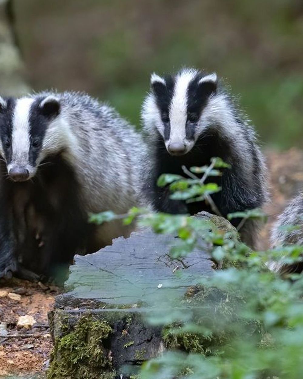 Zo maken dassen hele ondergrondse villa's Omroep Gelderland