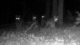 Horde wolven verschijnt op wildcam Veluwe: 'Paartijd breekt aan'