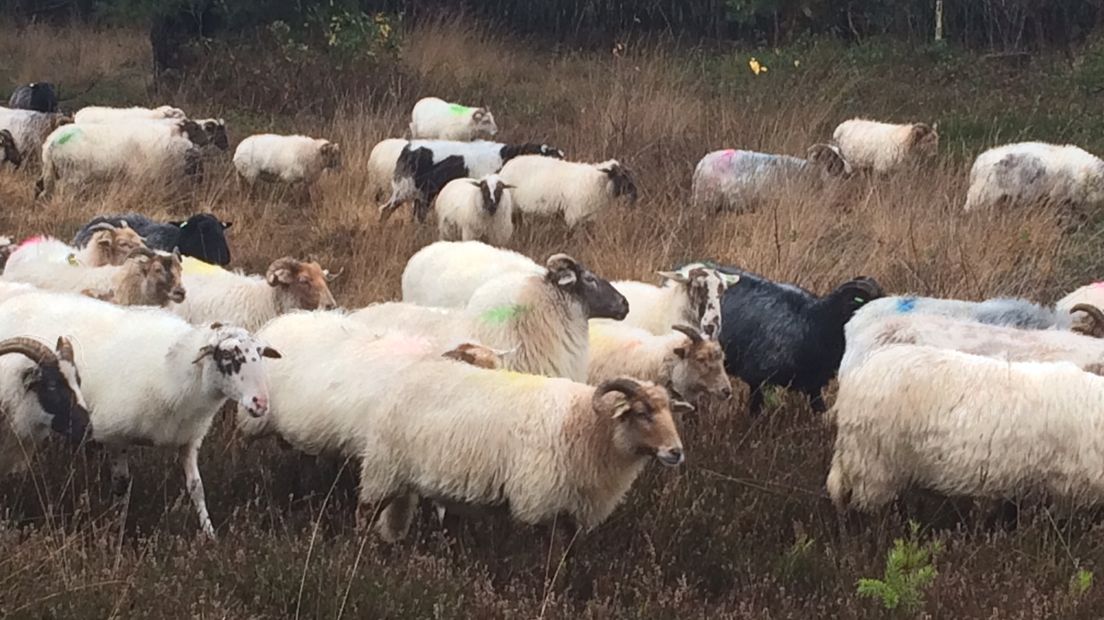 Speciale kuddewaakhonden moeten schapen beschermen (Rechten: RTV Drenthe / Jeroen Willems)