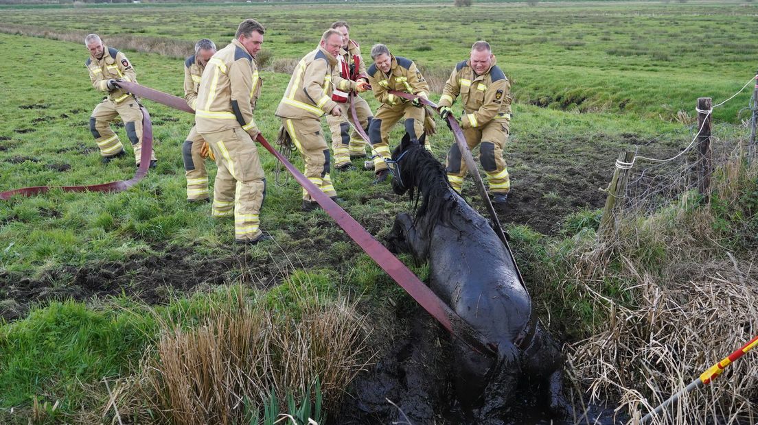 De brandweer trekt het paard uit de sloot