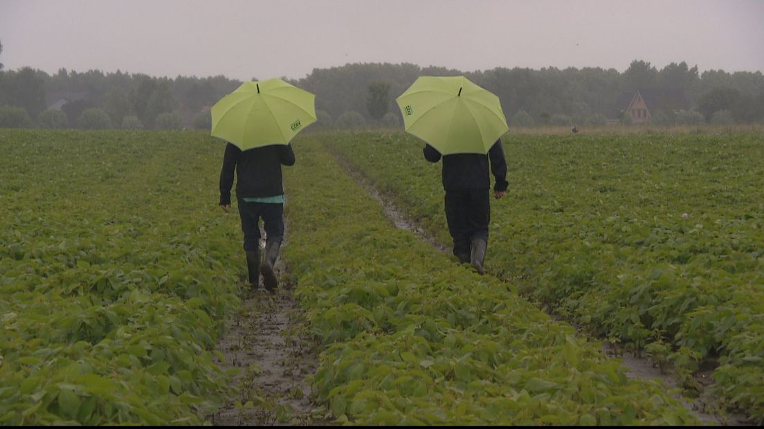 Duiven nu al dol op Zeeuwse soja (video)