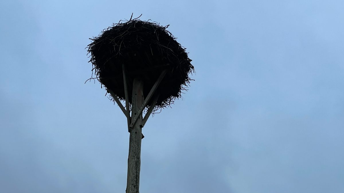Westerbroek zaagt ooievaarsnest om