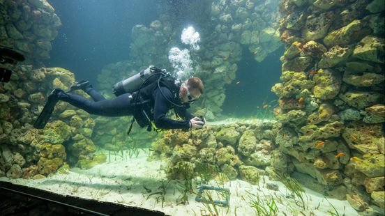 Burgers' Zoo bouwt grootste zeegrasaquarium ter wereld