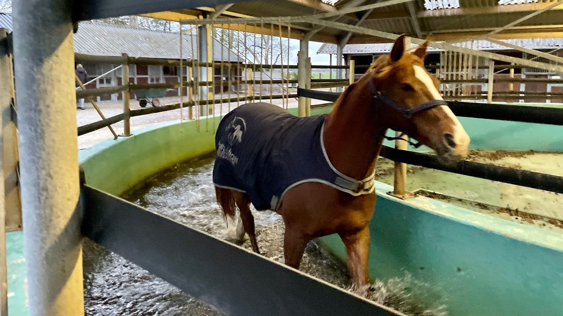 De Seawalker bij Health4Horses in Hollandscheveld