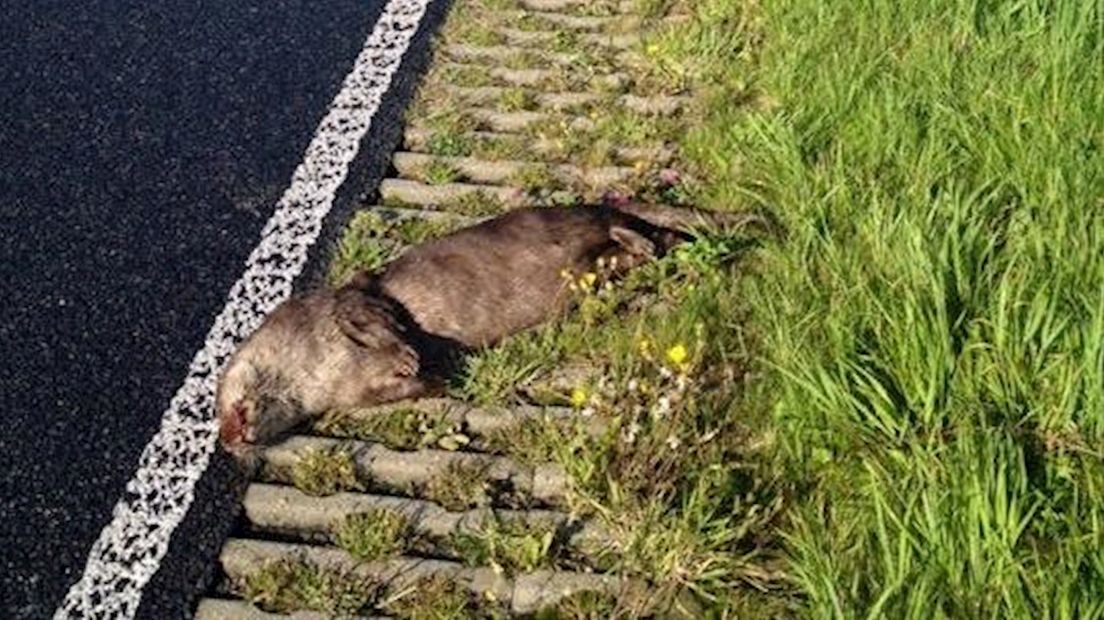 Otter in Twente doodgereden