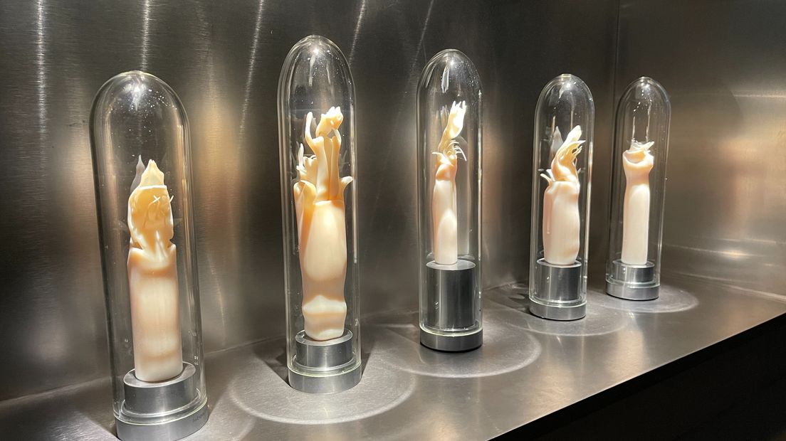 3D-modellen van de genitaliën van een hooiwagen