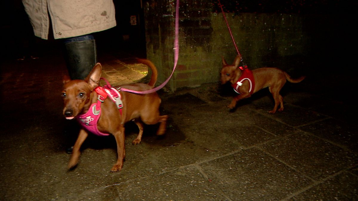 Mini-muis en Jetje genieten van vrijwel vuurwerkloos uurtje in Hoofdplaat