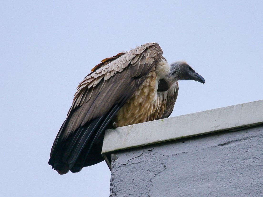 De gier die in oktober 2020 ontsnapte uit Blijdorp. De vogel streek neer op een woning in de Ameidestraat in Rotterdam-Overschie