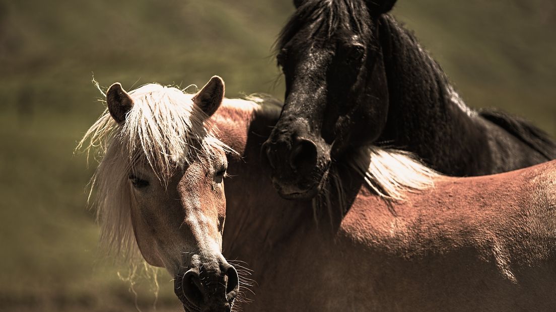 Er zijn dit jaar meer paarden mishandeld dan vorige jaren (Rechten: pixabay.com)