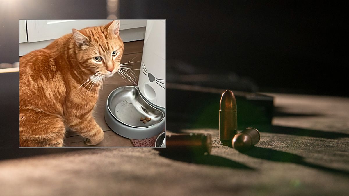 Kat Harry doodgeschoten in Lomm: 'Ik dacht dat de dierenarts een grapje maakte'