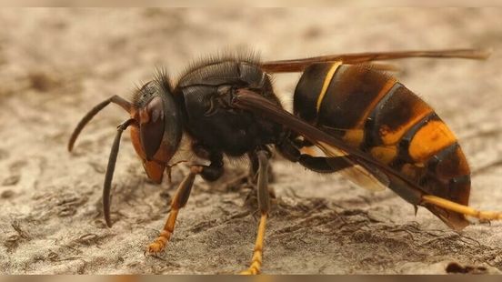 De Aziatische hoornaar heeft een nieuwe naam om verwarring te voorkomen Nieuws