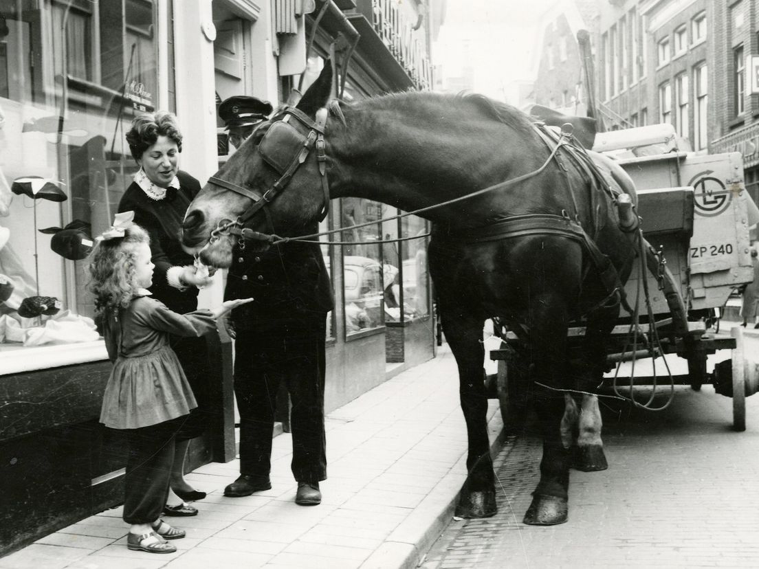 Het paard van Van Gend & Loos kreeg altijd een koekje bij de bakker