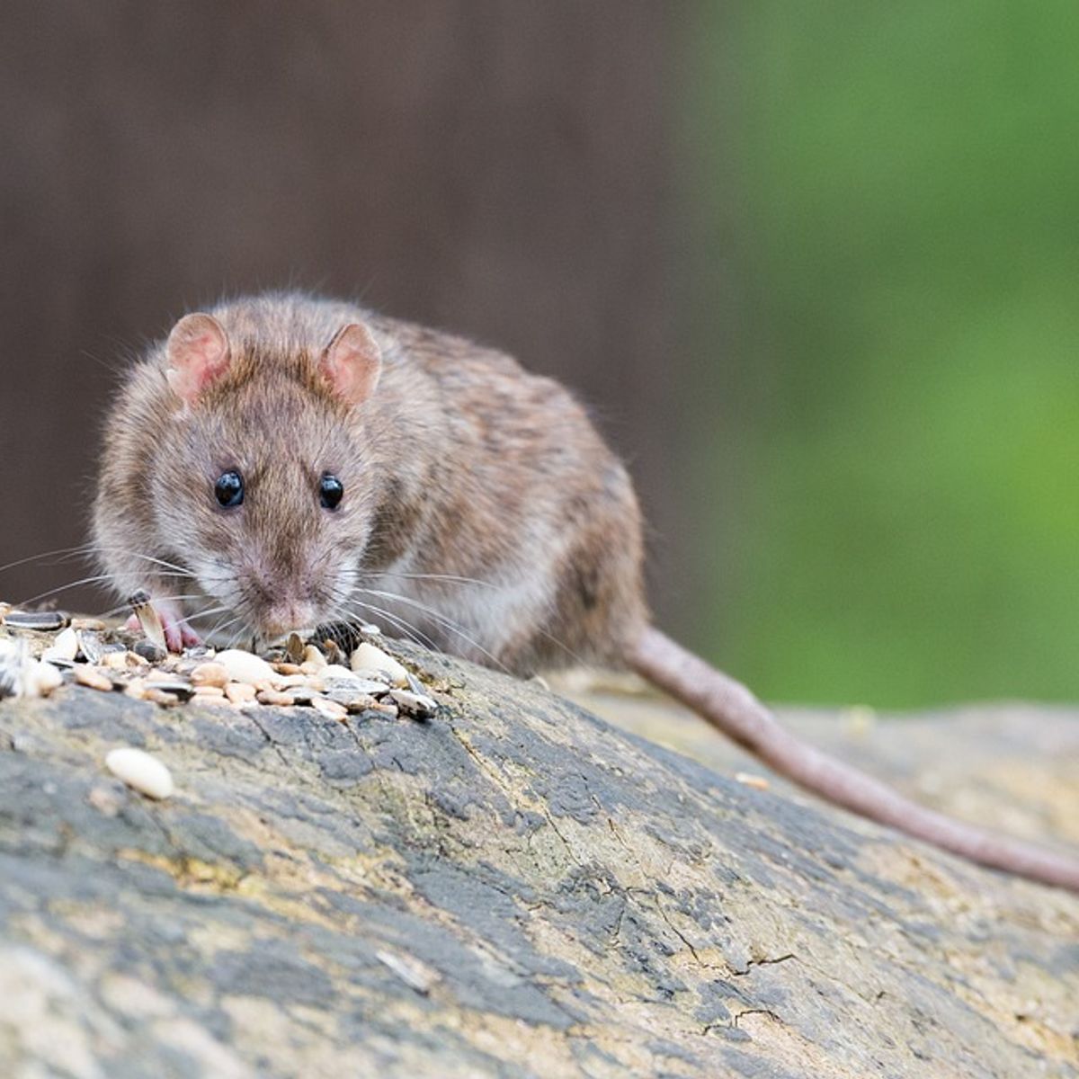 Hoe groot is de grootste rat? - Rijnmond