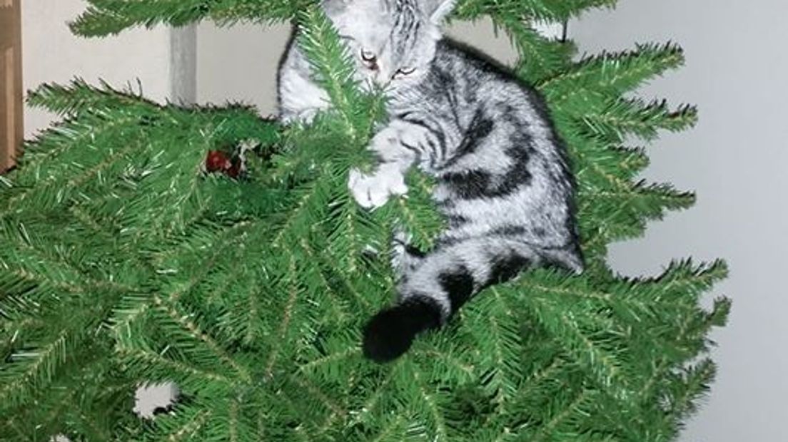 Wie katten heeft, herkent het probleem waarschijnlijk: hevige aversie tegen zo'n kerstboom die plots in huis staat. En dus moet de boom het ontgelden. Katten en kerstbomen, het is niet altijd een goede combinatie...