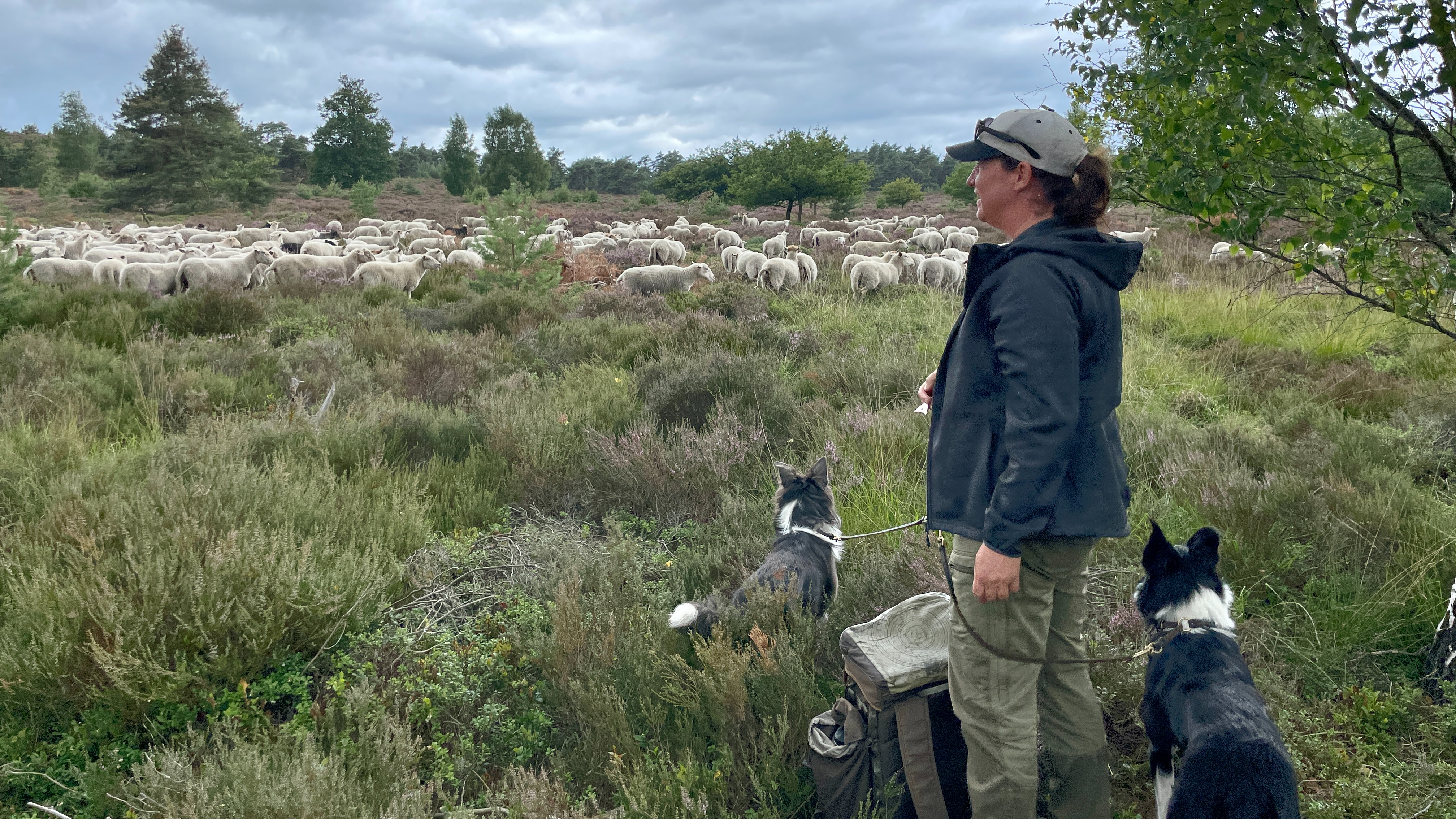 Schaapsherder Susanne Lejuez is blij dat blauwtong op z'n retour is.