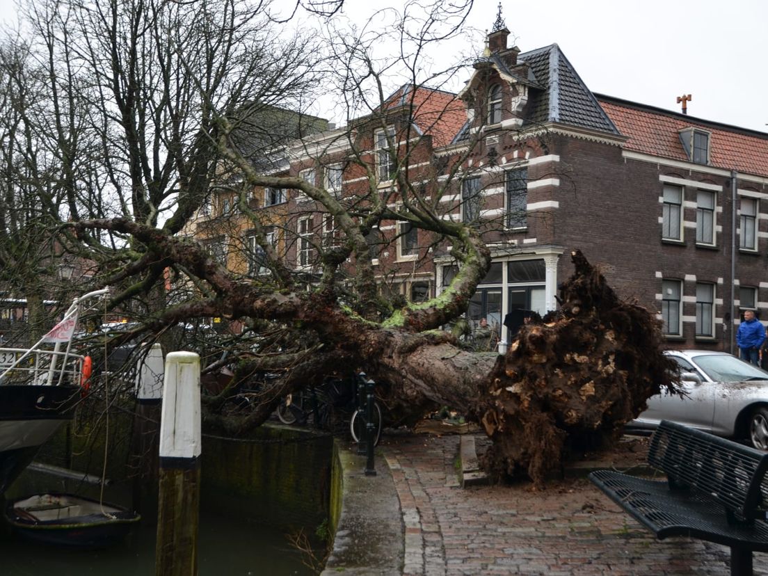 Op het Vlak in Dordrecht is een boom compleet ontworteld.