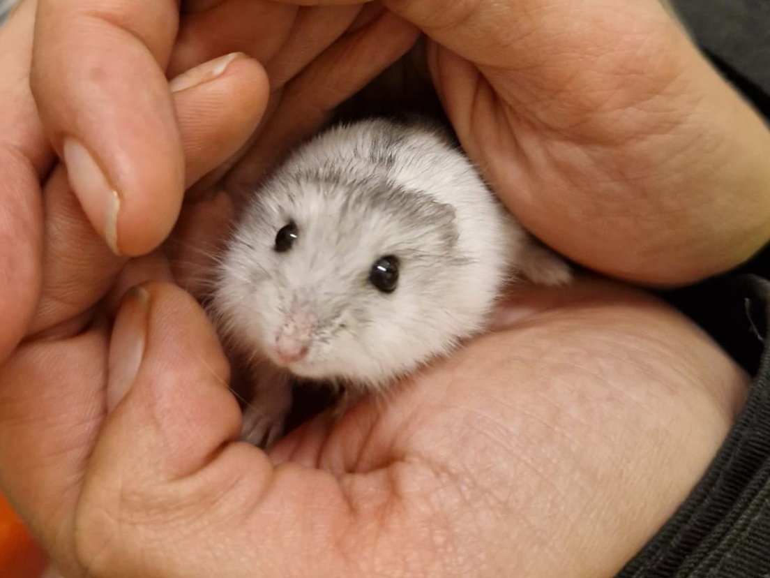 Een klein hamster werd gevonden in een fietsenstalling.