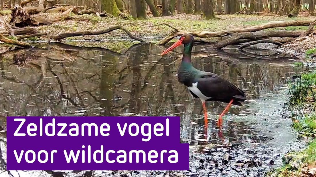 Zwarte ooievaar gefilmd door wildcamera